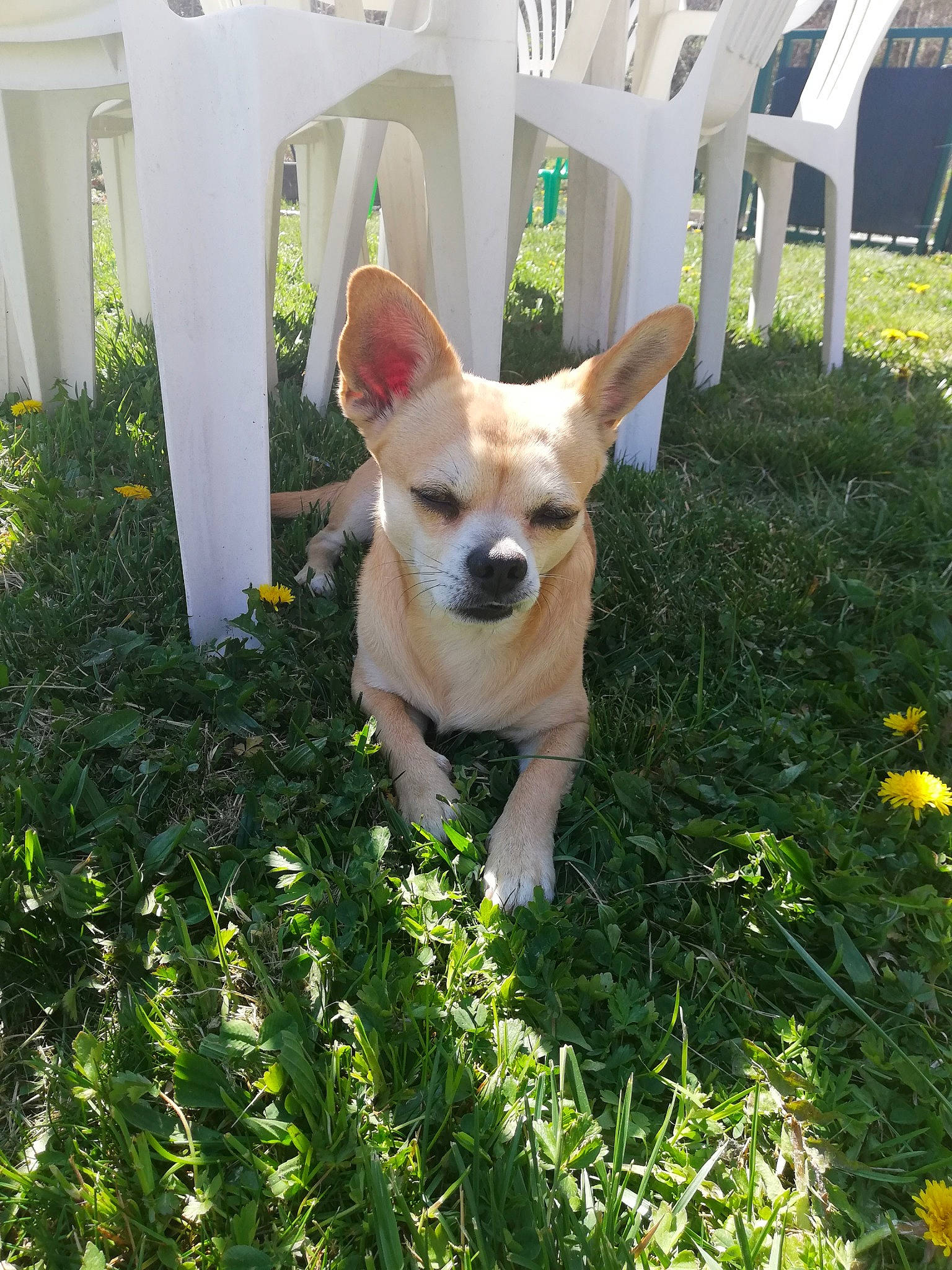 Peanuts a rejoint le concours — aidez-le/la à gagner de superbes lots ! canidae, carnivore, carolina_dog, chihuahua, companion_dog, corgi_chihuahua, dog, dog_breed, fawn, grass, mammal, pariah_dog, pembroke_welsh_corgi, plant, puppy, vertebrate, welsh_corgi