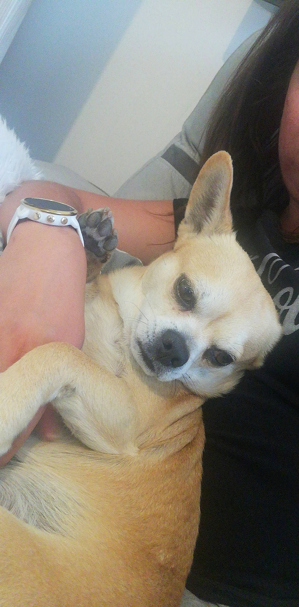 Peanuts a rejoint le concours — aidez-le/la à gagner de superbes lots ! canidae, carnivore, chihuahua, companion_dog, dog, dog_breed, ear, fawn, french_bulldog, mammal, non_sporting_group, nose, puppy, puppy_love, skin, snout, sporting_group, toy_dog, vertebrate