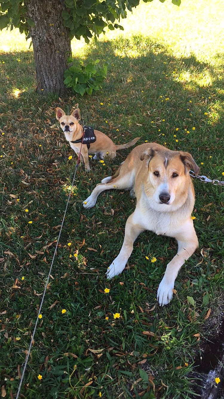 Cookie a rejoint le concours — aidez-le/la à gagner de superbes lots ! canidae, carnivore, carolina_dog, collie, companion_dog, dog, dog_breed, fawn, feist, grass, mammal, norwegian_lundehund, smooth_collie, vertebrate