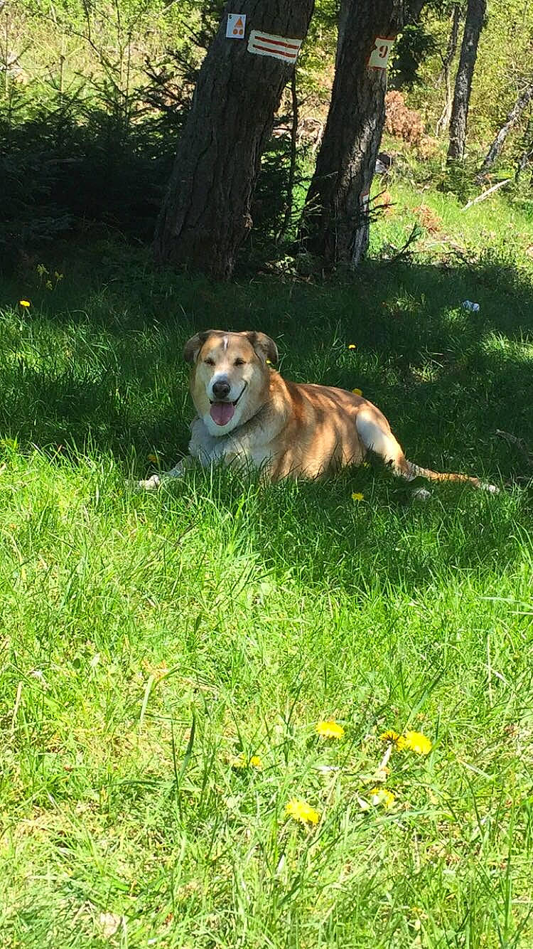 Cookie a rejoint le concours — aidez-le/la à gagner de superbes lots ! canidae, carnivore, companion_dog, dog, dog_breed, grass, mammal, sporting_group, vertebrate