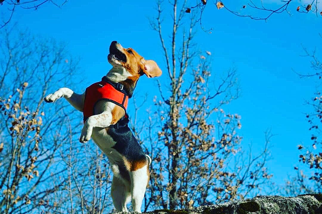 Rox participe au concours pour gagner de l'argent avec cette photo : canidae, carnivore, companion_dog, dog, dog_breed, dog_hiking, feist, hound, hunting_dog, jumping, mammal, tree, treeing_walker_coonhound