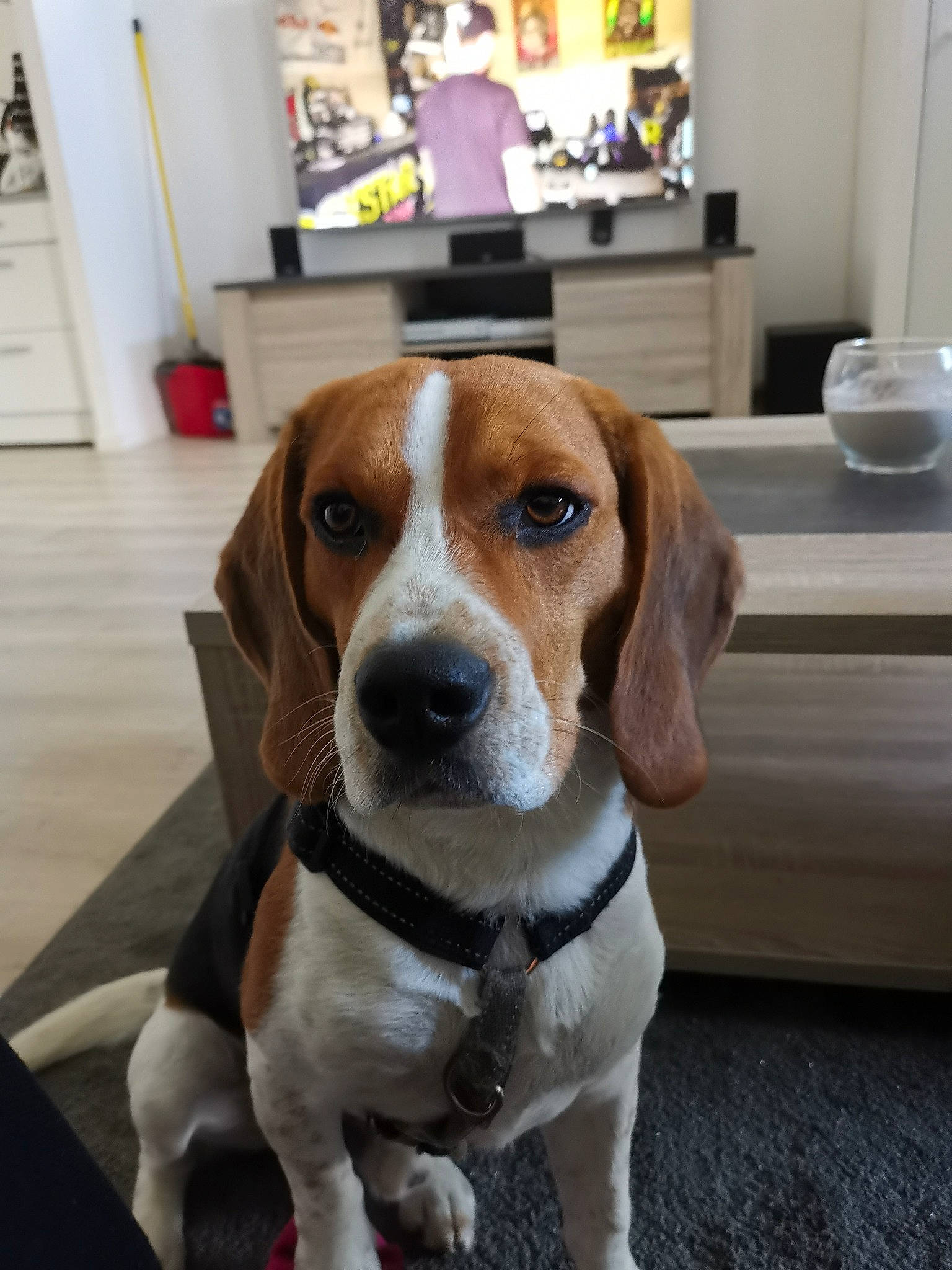 Rox a rejoint le concours — aidez-le/la à gagner de superbes lots ! beagle, canidae, carnivore, collar, companion_dog, cup, dog, dog_breed, drinkware, fawn, flooring, hound, houseplant, liver, picture_frame, scent_hound, serveware, snout, sporting_group, working_animal