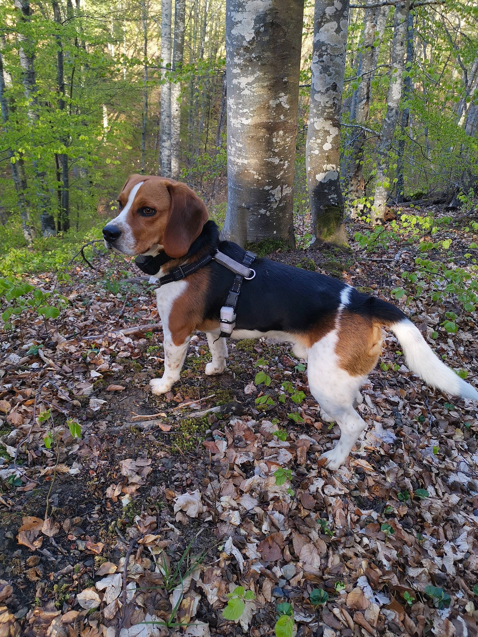 Rox a rejoint le concours — aidez-le/la à gagner de superbes lots ! beagle, beagle_harrier, canidae, carnivore, collar, companion_dog, dog, dog_breed, fawn, finnish_hound, forest, hound, mammal, plant, scent_hound, sporting_group, tail, tree, vertebrate, woodland