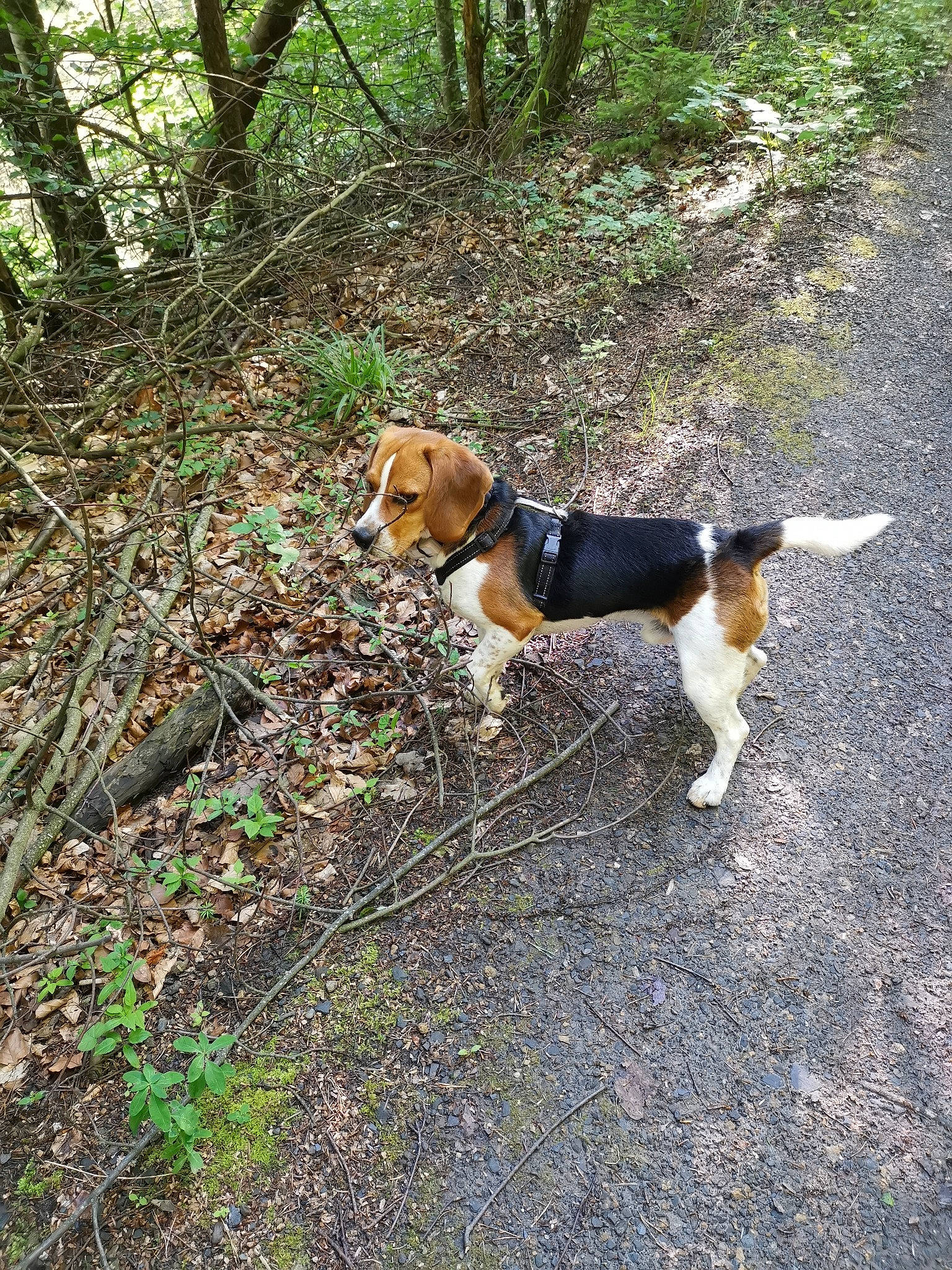 Rox participe au concours pour gagner de l'argent avec cette photo : adventure, beagle, beagle_harrier, canidae, carnivore, collar, companion_dog, dog, dog_breed, forest, grass, hound, leash, plant, scent_hound, soil, tail, tree, woodland, working_dog