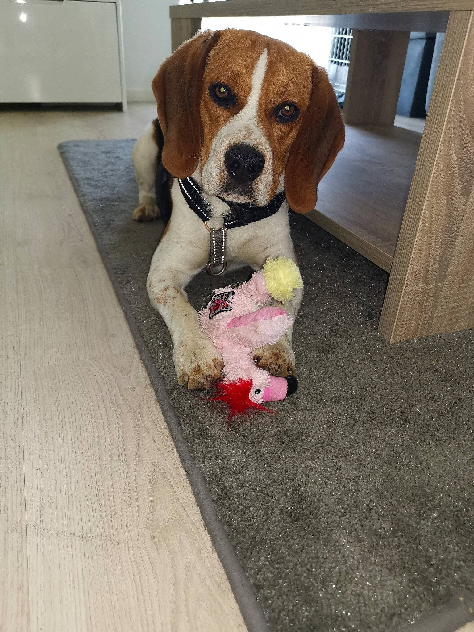 Rox a rejoint le concours — aidez-le/la à gagner de superbes lots ! beagle, beagle_harrier, carnivore, collar, companion_dog, curtain, dog, dog_breed, dog_supply, fawn, finnish_hound, floor, flooring, hardwood, hound, pet_supply, scent_hound, sporting_group, tail, wood