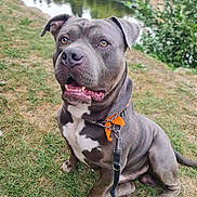 Pépère participe au concours pour gagner de l'argent avec cette photo : dog, pitbull, grass, river, leash, collar, orange_tag, outdoor, pet, canine, animal, pond, water, nature, greenery, sitting, happy, alert, daytime, muzzle