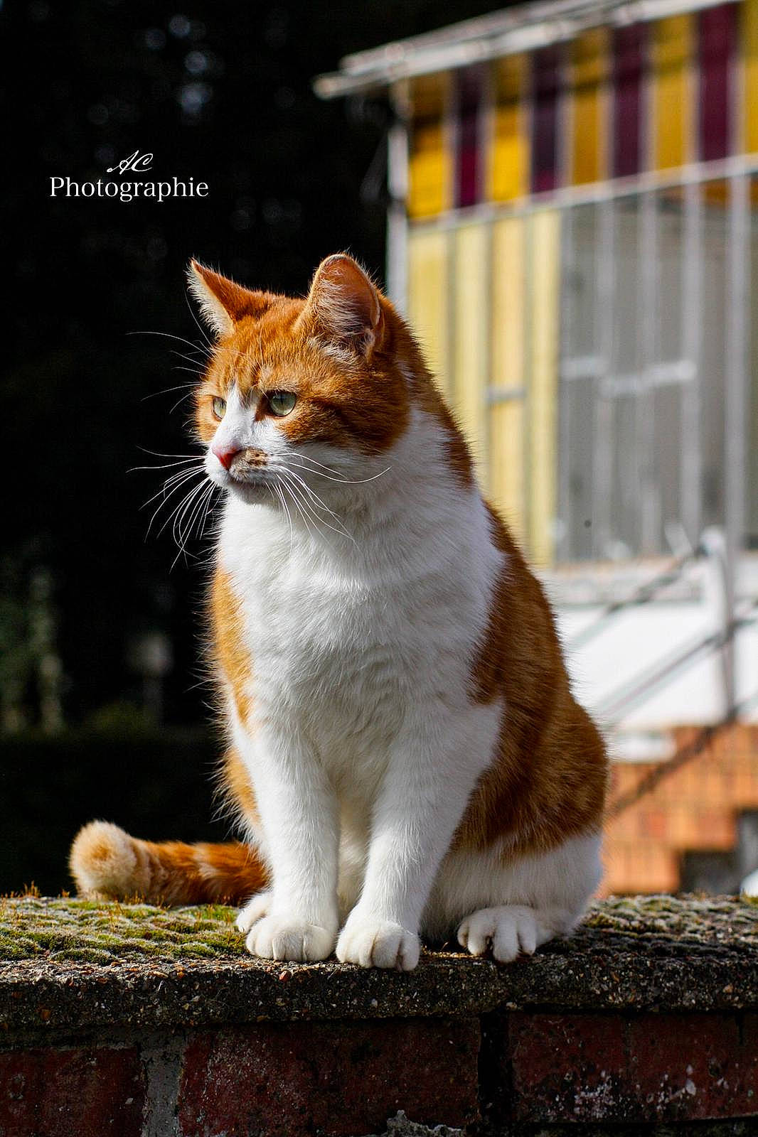 Minou a rejoint le concours — aidez-le/la à gagner de superbes lots ! carnivore, cat, domestic_short_haired_cat, fawn, felidae, fur, grass, paw, road_surface, sitting, small_to_medium_sized_cats, snout, tail, terrestrial_animal, tree, whiskers, wildlife, wood
