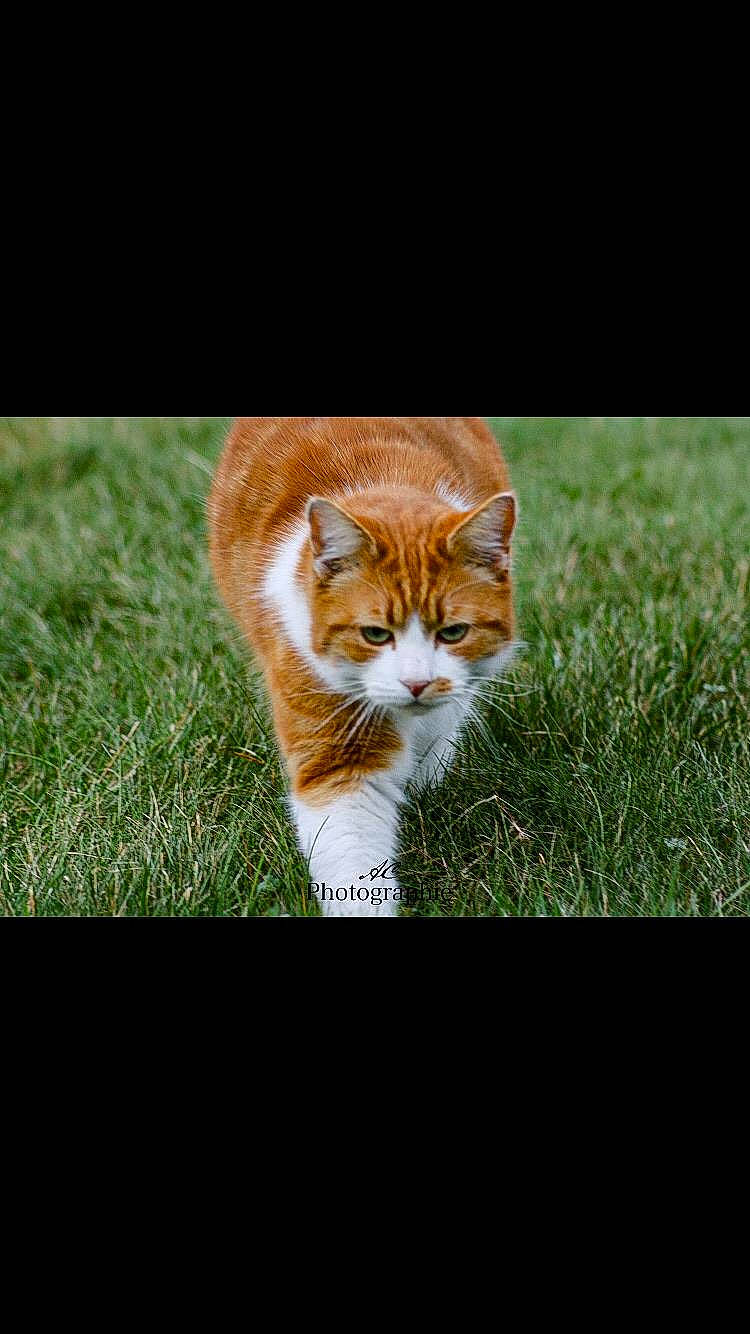 Minou a rejoint le concours — aidez-le/la à gagner de superbes lots ! art, carnivore, cat, domestic_short_haired_cat, fawn, felidae, fur, grass, grassland, groundcover, plant, sitting, small_to_medium_sized_cats, snout, tail, terrestrial_animal, tree, whiskers, wildlife, wood