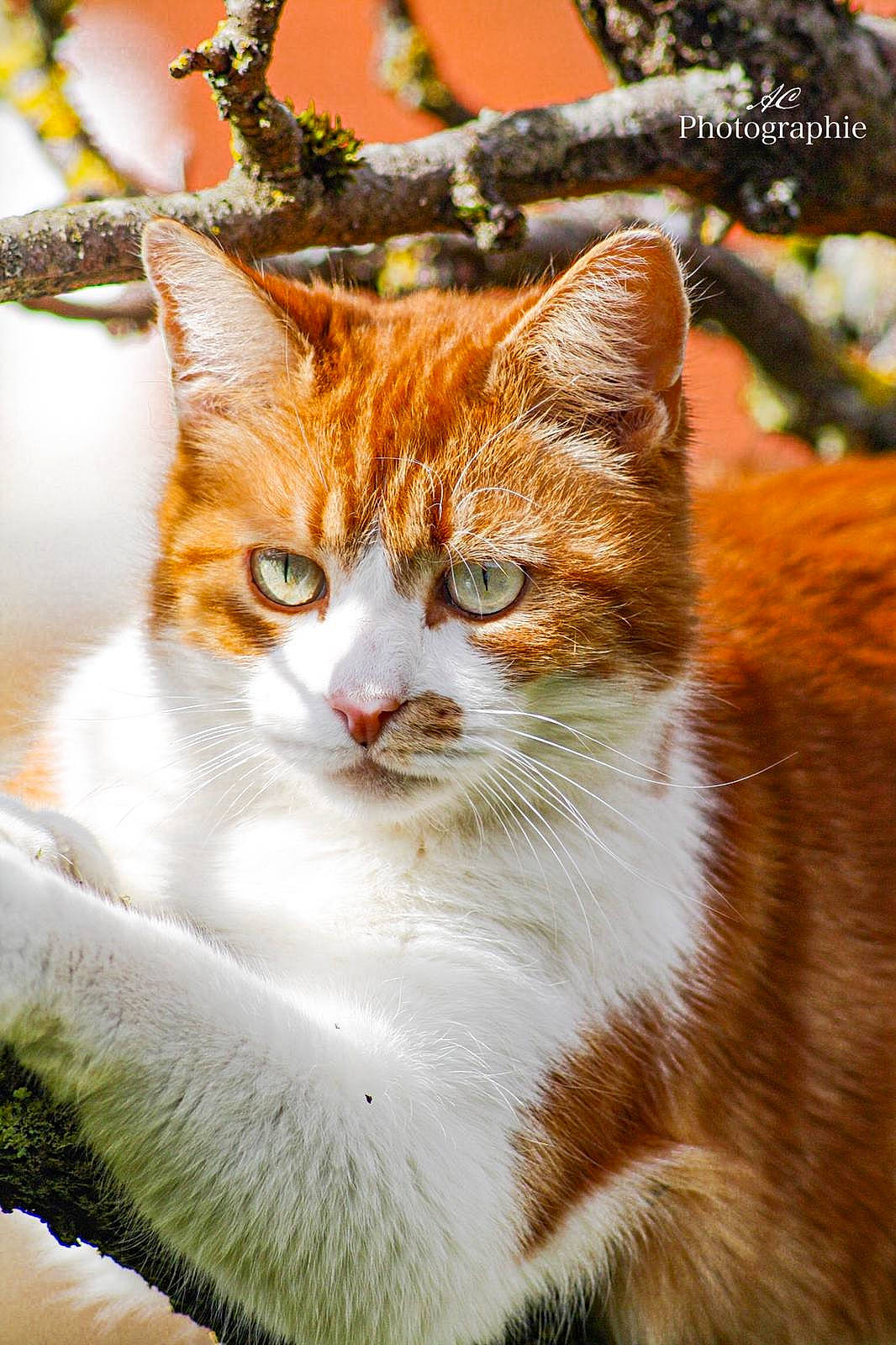 Minou a rejoint le concours — aidez-le/la à gagner de superbes lots ! carnivore, cat, close_up, domestic_short_haired_cat, fawn, felidae, fur, grass, mammal, plant, small_to_medium_sized_cats, snout, tail, tree, trunk, twig, vertebrate, whiskers, wildlife, wood