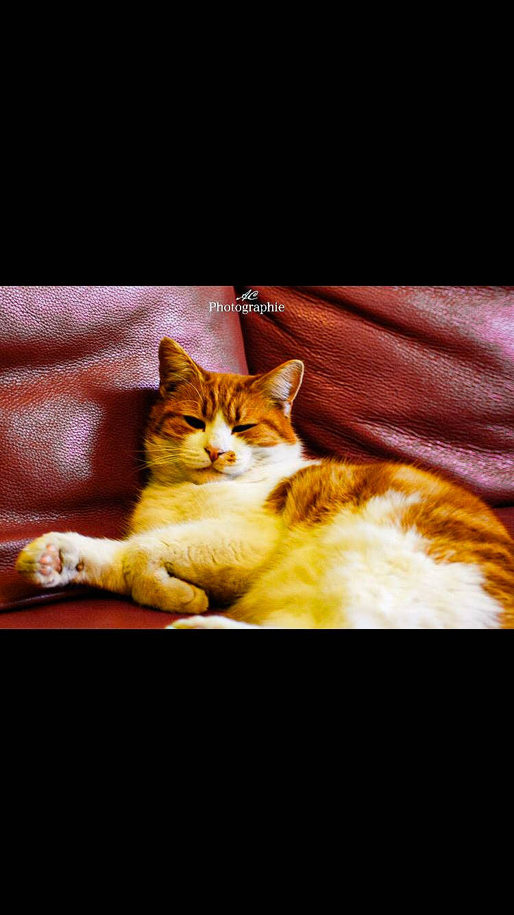 Minou a rejoint le concours — aidez-le/la à gagner de superbes lots ! bedding, blanket, carnivore, cat, claw, comfort, couch, domestic_short_haired_cat, felidae, font, fur, linens, paw, photo_caption, room, sitting, small_to_medium_sized_cats, tail, whiskers, wood