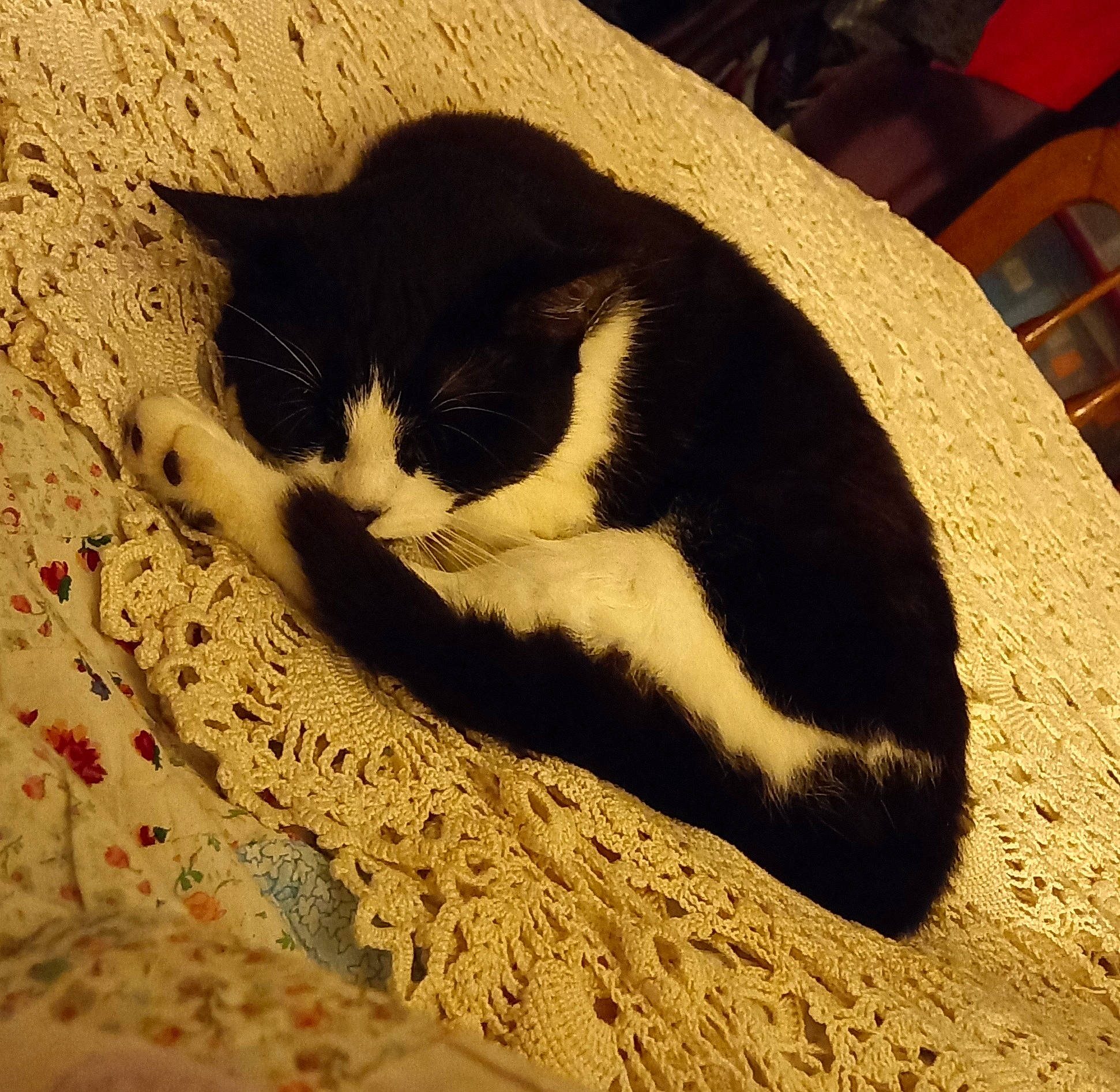 Maze a rejoint le concours — aidez-le/la à gagner de superbes lots ! carnivore, cat, cloud, comfort, domestic_short_haired_cat, felidae, foot, fur, grass, human_leg, leg, paw, sand, shadow, small_to_medium_sized_cats, snout, tail, tints_and_shades, whiskers, wood