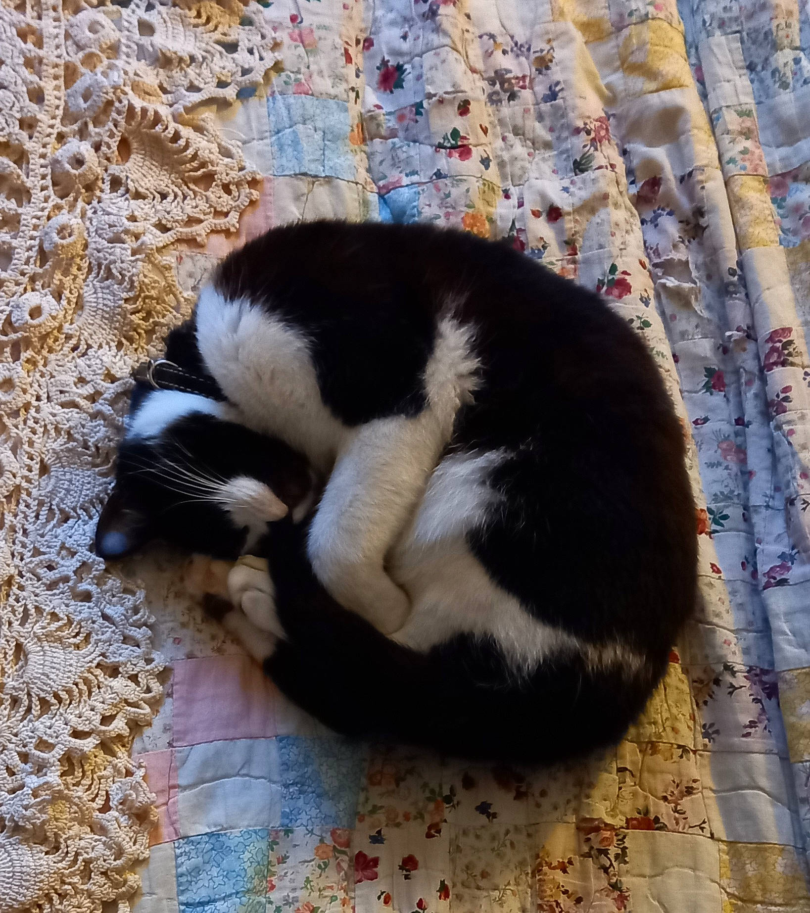 Maze a rejoint le concours — aidez-le/la à gagner de superbes lots ! canidae, carnivore, cat, claw, comfort, dog_breed, domestic_short_haired_cat, felidae, fur, grass, nap, paw, sleep, small_to_medium_sized_cats, sporting_group, tail, terrestrial_animal, whiskers, wildlife, wood