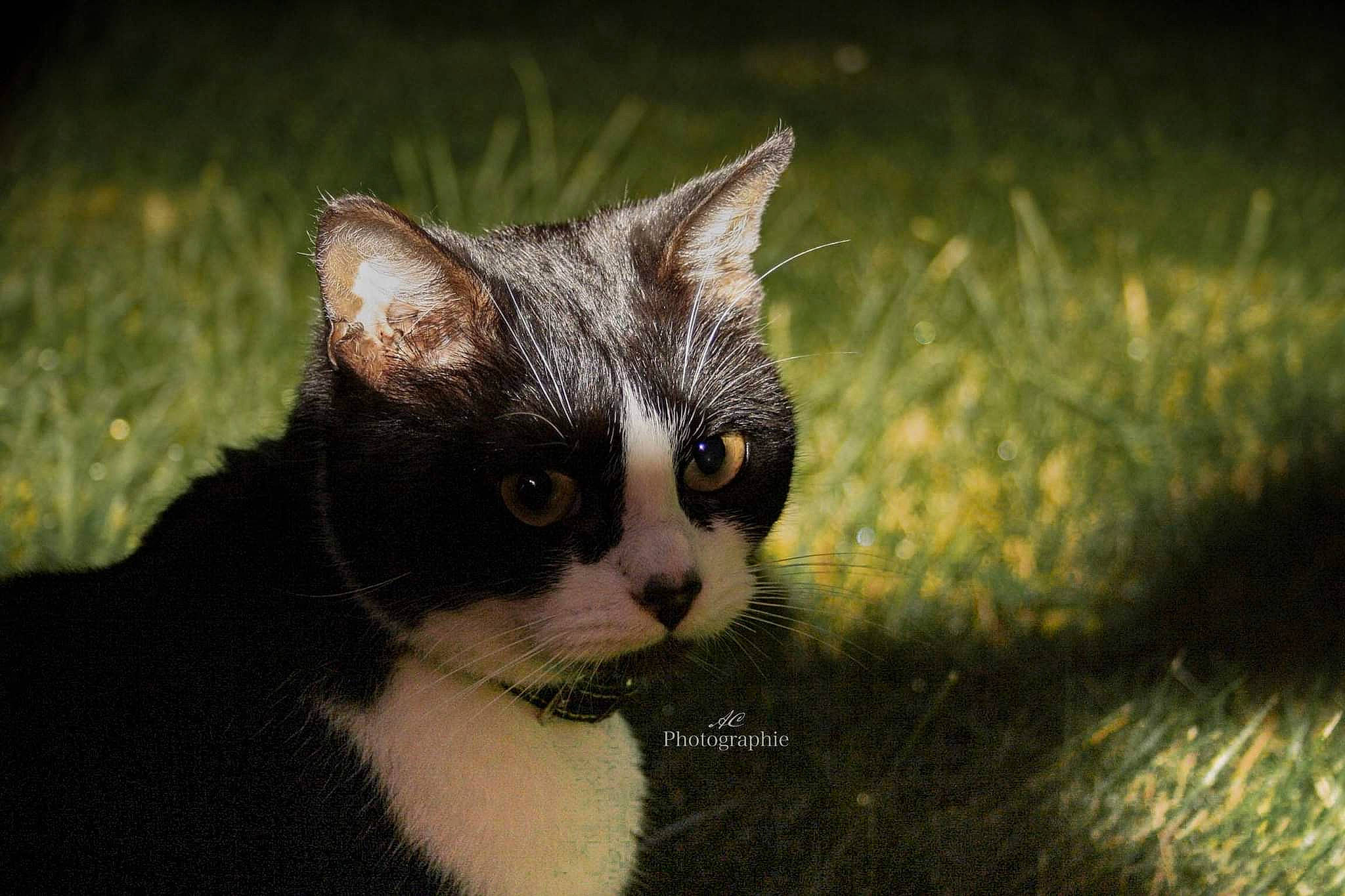 Maze a rejoint le concours — aidez-le/la à gagner de superbes lots ! art, carnivore, cat, domestic_short_haired_cat, eye, fawn, felidae, fur, grass, grass_family, human_body, paw, plant, small_to_medium_sized_cats, snout, tail, terrestrial_animal, tree, whiskers, window