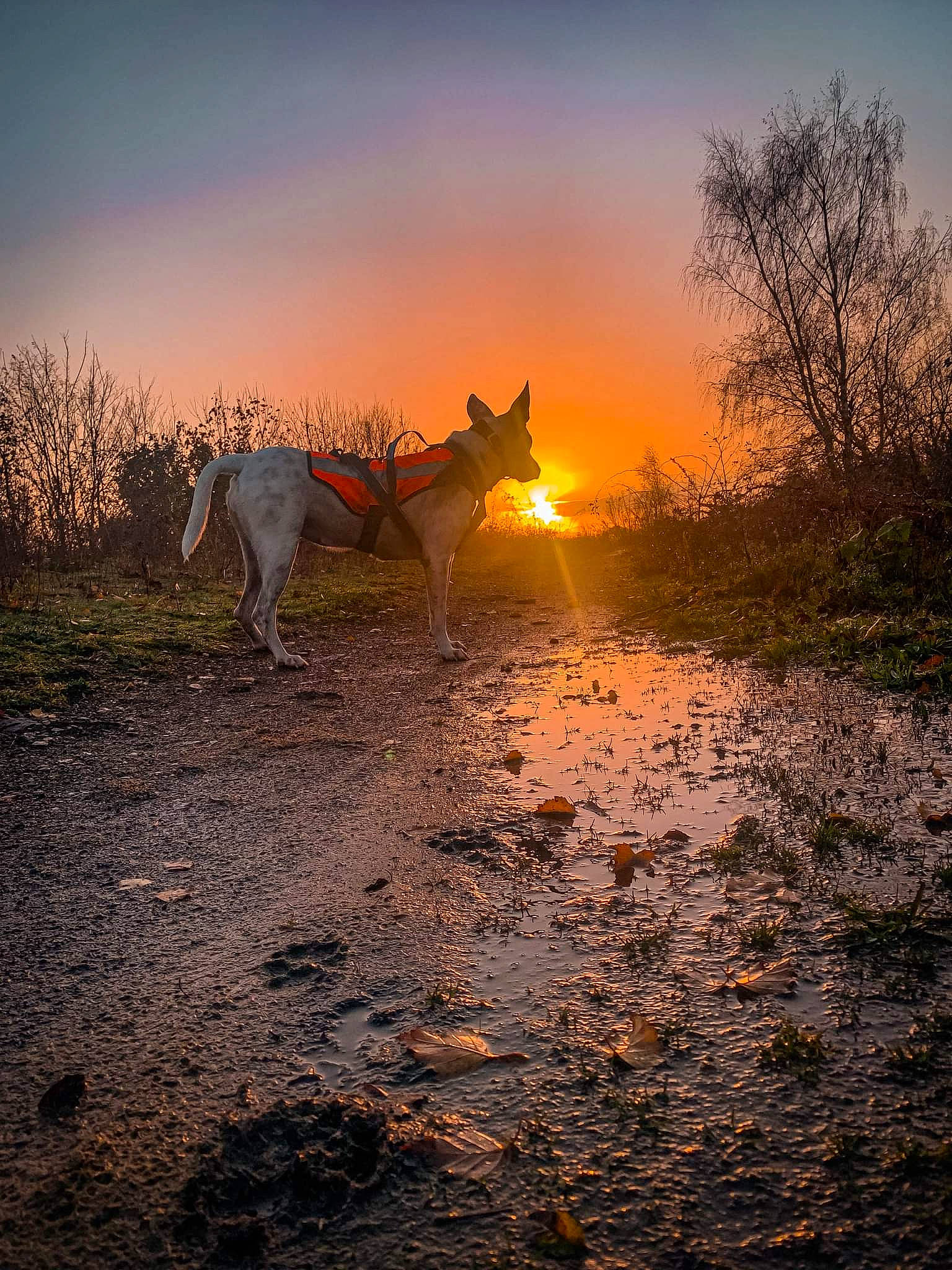 Sirah a rejoint le concours — aidez-le/la à gagner de superbes lots ! afterglow, atmosphere, carnivore, cloud, dog, dog_breed, dusk, fawn, horizon, landscape, morning, natural_landscape, plant, red_sky_at_morning, sky, sunlight, sunrise, sunset, tree, wood