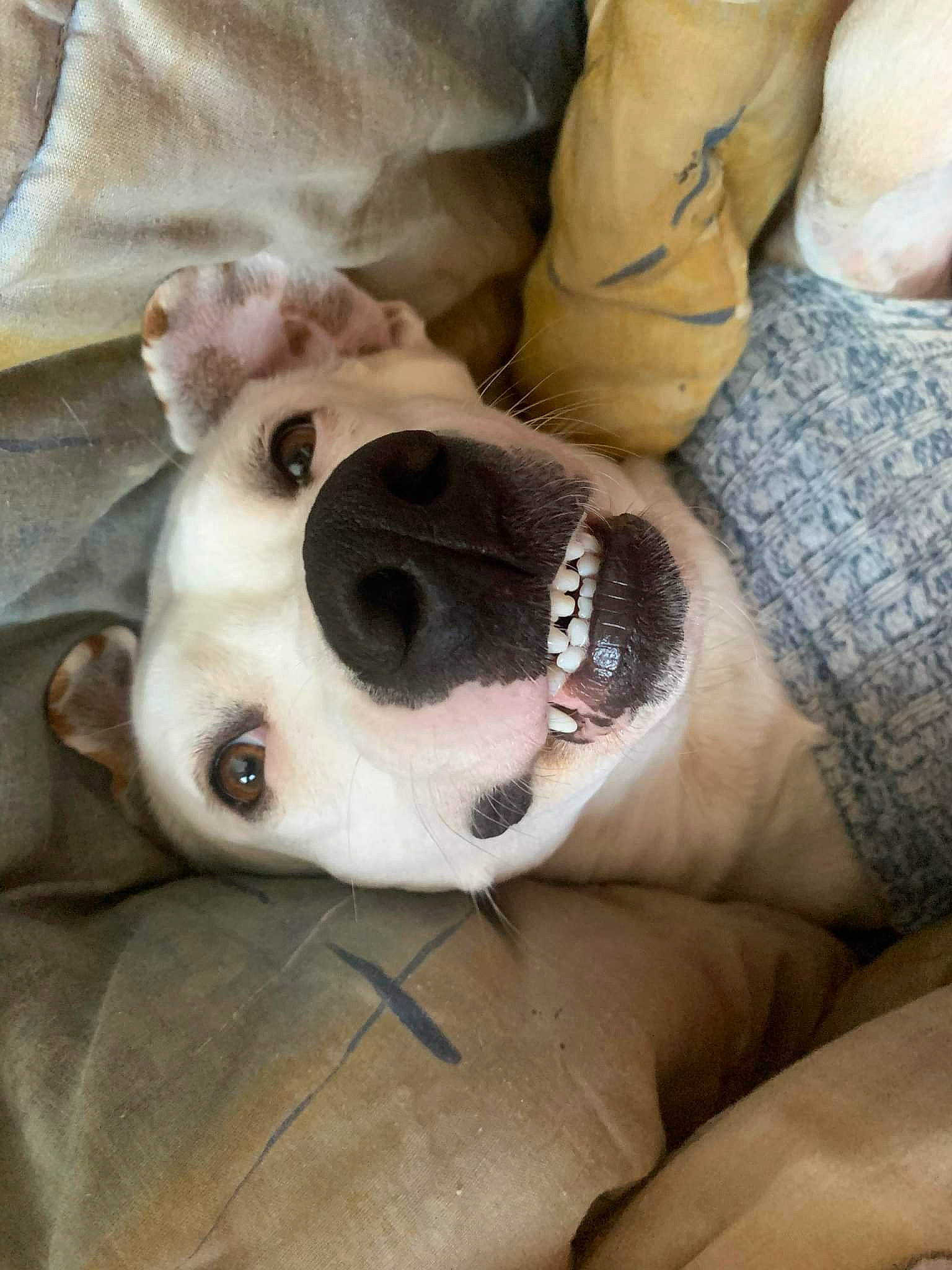 Sirah participe au concours pour gagner de l'argent avec cette photo : canidae, carnivore, collar, comfort, companion_dog, dalmatian, dog, dog_breed, elbow, fawn, fur, human_leg, nail, pattern, sleeve, sporting_group, temporary_tattoo, whiskers, working_animal, wrist