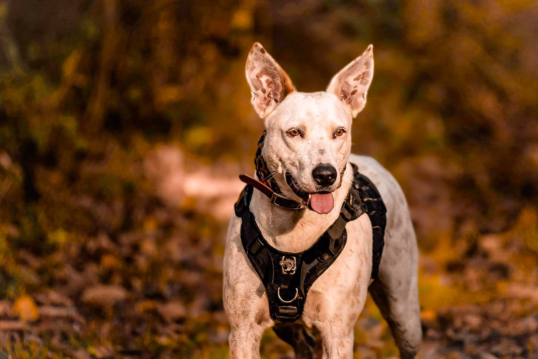 Sirah a rejoint le concours — aidez-le/la à gagner de superbes lots ! canidae, canis, carnivore, collar, companion_dog, dog, dog_breed, dog_collar, eye, fawn, fur, grass, happy, recreation, snout, sporting_group, terrestrial_animal, whiskers, wildlife, working_animal