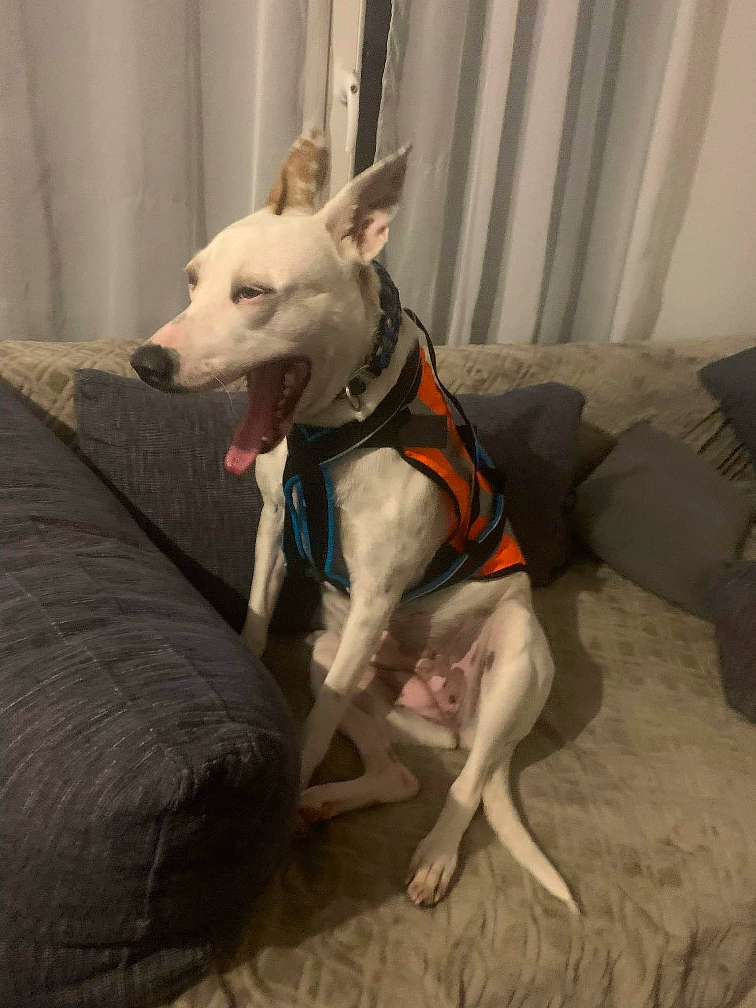 Sirah participe au concours pour gagner de l'argent avec cette photo : carnivore, collar, comfort, companion_dog, curtain, dog, dog_breed, dog_clothes, dog_collar, dog_supply, fawn, flooring, guard_dog, magyar_agar, pet_supply, sighthound, tail, toy_dog, whiskers, working_animal