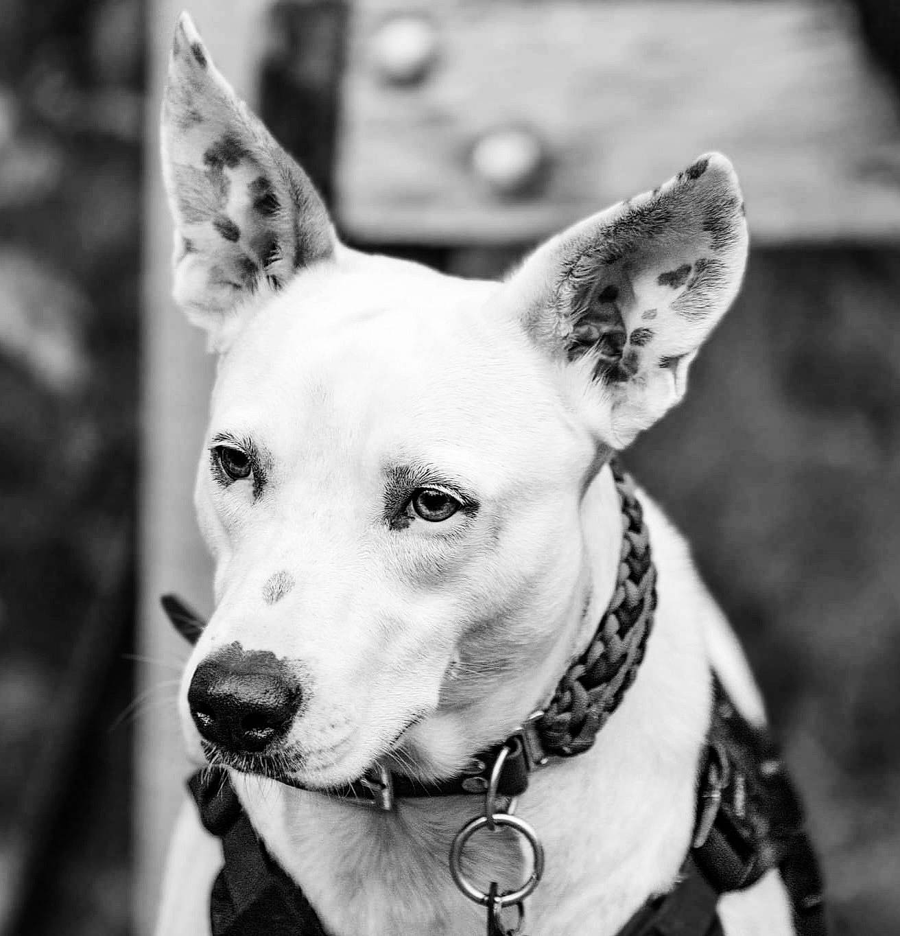 Sirah a rejoint le concours — aidez-le/la à gagner de superbes lots ! black, black_and_white, carnivore, collar, companion_dog, dog, dog_breed, dog_collar, ear, fawn, head, human_body, mammal, monochrome, monochrome_photography, photograph, snout, style, whiskers, white