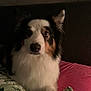 Sya a rejoint le concours — aidez-le/la à gagner de superbes lots ! dog, australian_shepherd, pet, canine, fur, tricolor, close_up, portrait, indoor, bed, pillow, blanket, nose, eye, ears, white_fur, black_fur, brown_fur, low_light, attentive