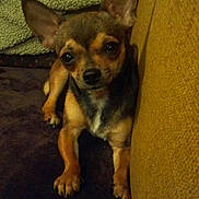 Lacey joined the competition — help win amazing prizes! dog, small_dog, pet, chihuahua, ears, brown_fur, black_nose, indoor, couch, blanket, fur, animal, companion, cute, looking, front_paw, resting, domestic_animal, closeup, relaxed