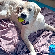 Apple participe au concours pour gagner de l'argent avec cette photo : dog, golden_retriever, tennis_ball, toy, blanket, purple_blanket, blue_toy, indoor, pet, canine, laying_down, fur, mouth, playing, animal, floor, tile_floor, relaxed, light, whiskers