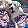 dog, golden_retriever, tennis_ball, toy, blanket, purple_blanket, blue_toy, indoor, pet, canine, laying_down, fur, mouth, playing, animal, floor, tile_floor, relaxed, light, whiskers