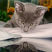 Chungus is registered to the contest to win money with this photo: animal, calm, close_up, curious, cute, feline, fluffy, gray_cat, indoor, kitten, nature_background, pet, plant, portrait, reflection, soft_light, still_life, sunflowers, window, young_cat