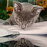 animal, calm, close_up, curious, cute, feline, fluffy, gray_cat, indoor, kitten, nature_background, pet, plant, portrait, reflection, soft_light, still_life, sunflowers, window, young_cat