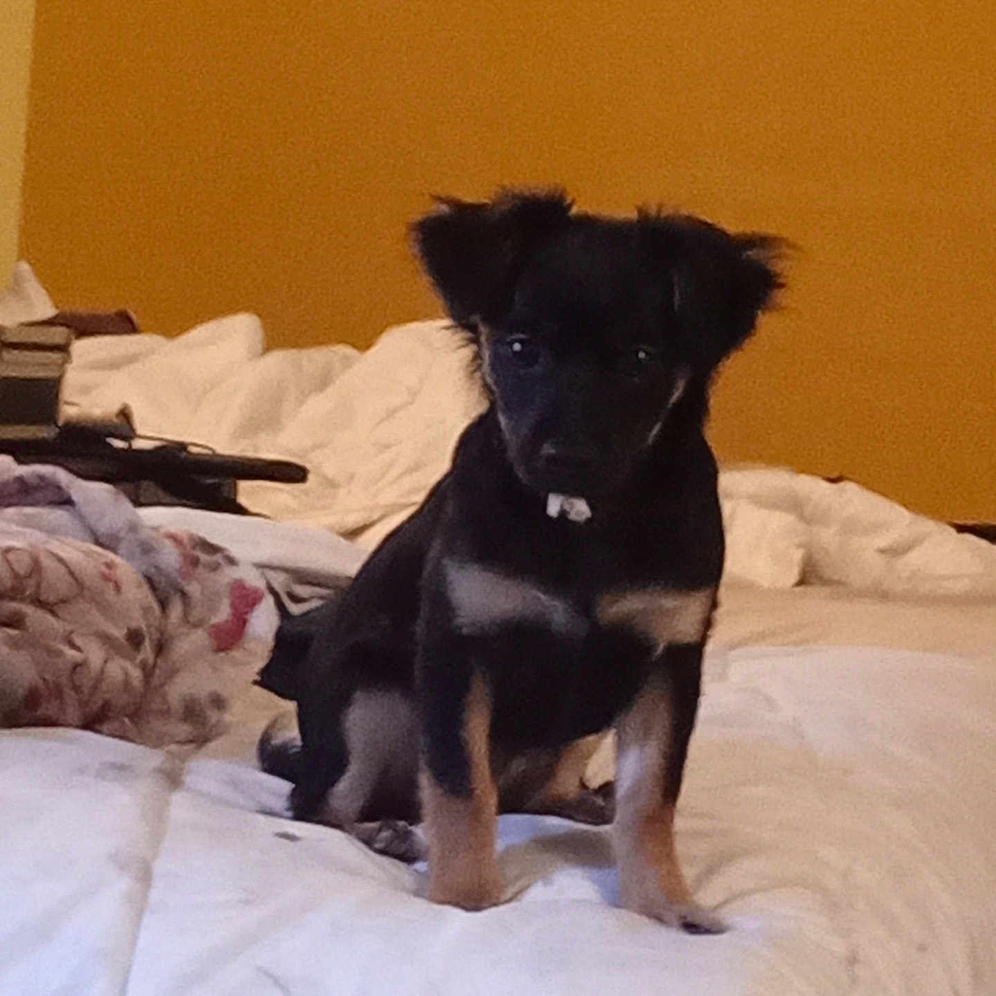 Pixie joined the competition — help win amazing prizes! animal, ball, bed, bedroom, blanket, canine, couch, cushion, dog, dormroom, furniture, homedecor, hound, indoors, linen, pet, puppy, room, sport, tennis
