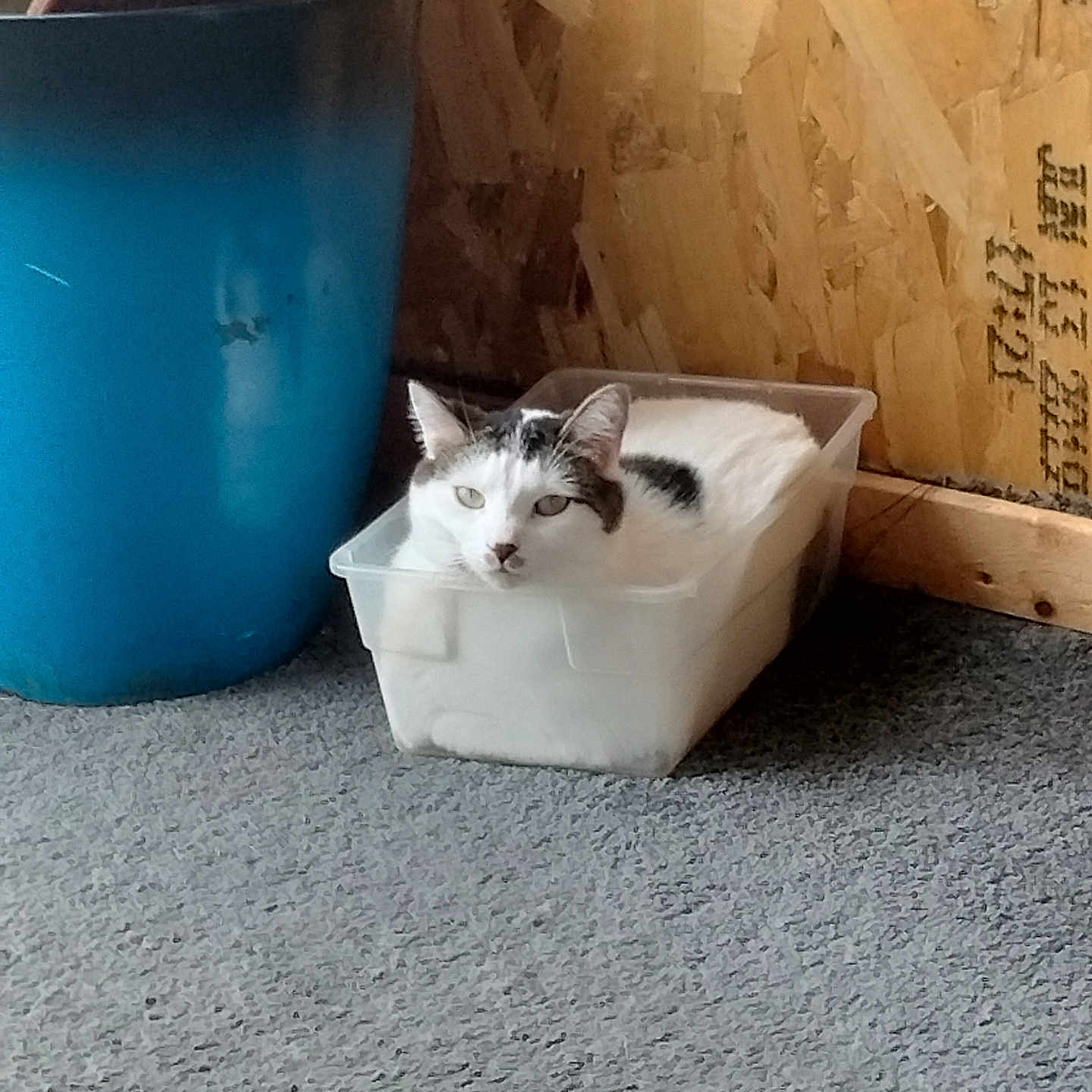 Monkey is registered to the contest to win money with this photo: animal, black_spots, blue_bucket, carpet, cat, container, cozy, curious, domestic, feline, floor, household, indoor, pet, plastic, relaxed, resting, small_space, white_cat, wooden_wall