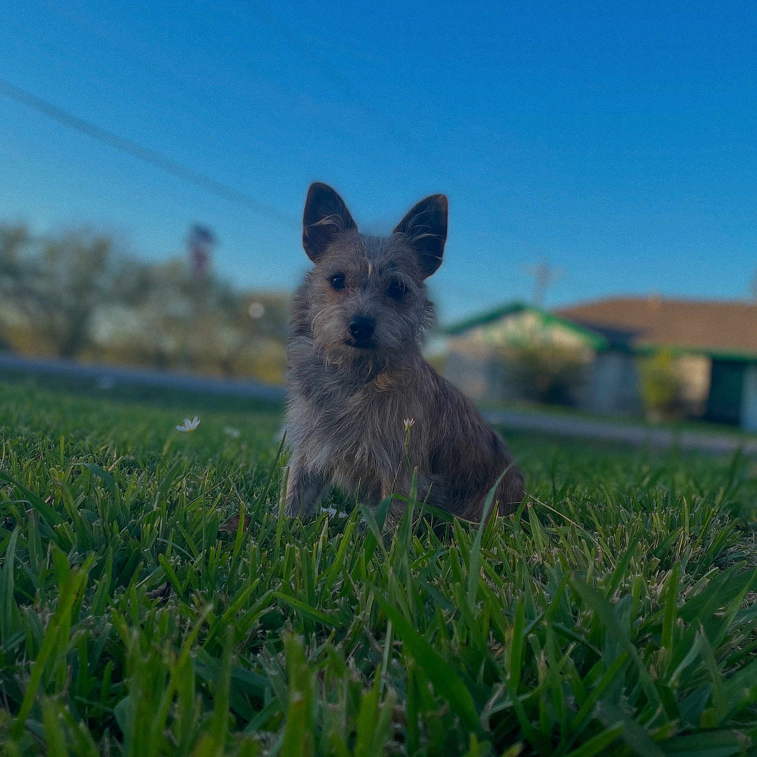 Wall-E joined the competition — help win amazing prizes! animal, backyard, calm, canine, daylight, dog, ears, focus, fur, grass, greenery, house, nature, outdoor, pet, portrait, sitting, sky, small_dog, suburban