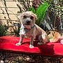 Wall-E joined the competition — help win amazing prizes! dog, bench, outdoor, plant, greenery, sunlight, shadow, colorful_collar, fur, pet, animal, garden, red_bench, curious, fluffy_tail, beige_siding, nature, small_dog, scruffy, sitting