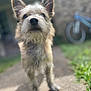 Wall-E is registered to the contest to win money with this photo: dog, outdoor, pathway, bicycle, wheel, grass, sunlight, blurred_background, scruffy, pet, animal, ears, fur, nose, whiskers, closeup, standing, nature, daylight, curious
