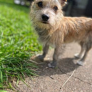 Wall-E joined the competition — help win amazing prizes! dog, outdoor, grass, sidewalk, pet, canine, fur, sunlight, nature, curious, animal, portrait, closeup, ears, snout, young, friendly, walking, daytime, domestic