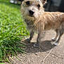 dog, outdoor, grass, sidewalk, pet, canine, fur, sunlight, nature, curious, animal, portrait, closeup, ears, snout, young, friendly, walking, daytime, domestic