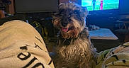 Buddy is registered to the contest to win money with this photo: animal, animated_show, blanket, comfort, companion, couch, cozy, curly_fur, dog, fur, furniture, happy, home, indoor, living_room, pet, relaxation, smiling, television, warm_lighting