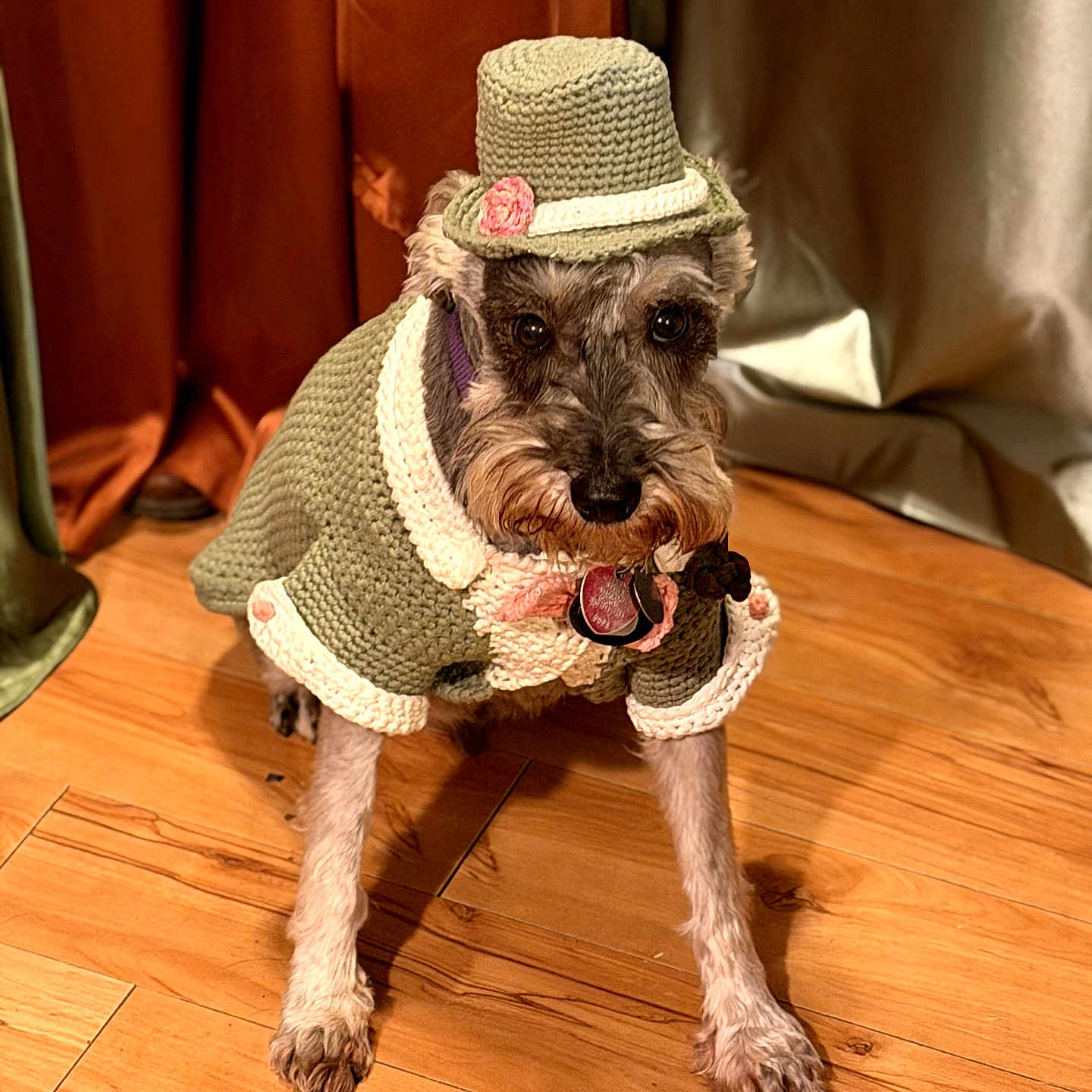 Buddy is registered to the contest to win money with this photo: dog, pet, crocheted_clothing, hat, wooden_floor, indoor, curtains, costume, brown, animal, canine, portrait, fashion, cute, decor, furniture, flooring, standing, accessory, knitted