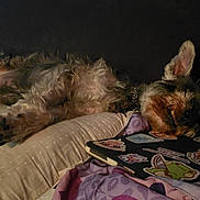 Buddy is registered to the contest to win money with this photo: dog, sleeping, pillow, blanket, tablet, stickers, cozy, indoor, resting, fur, pet, relaxation, tongue_out, scruffy, couch, home, comfort, animal, napping, cute