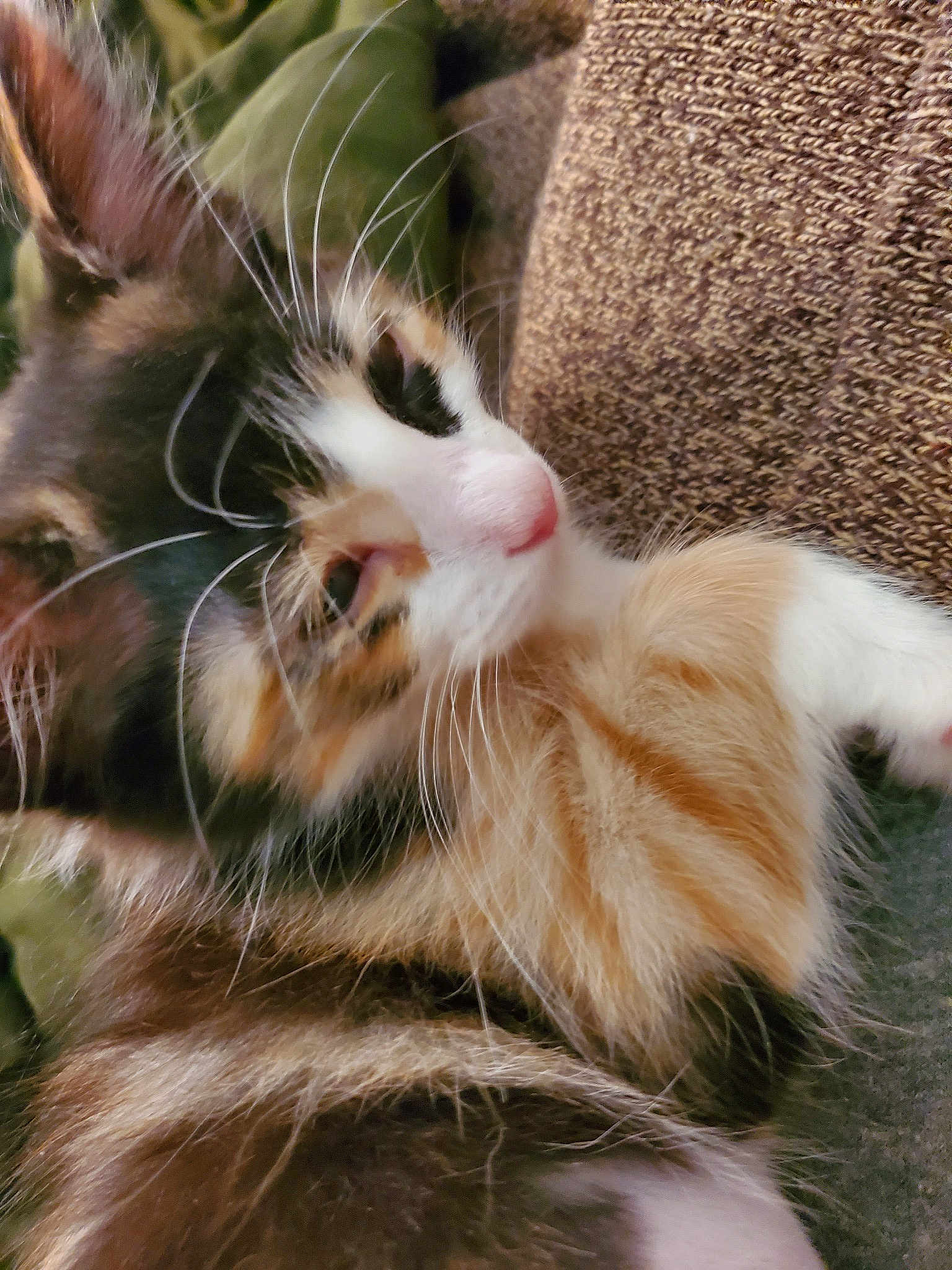 Freya