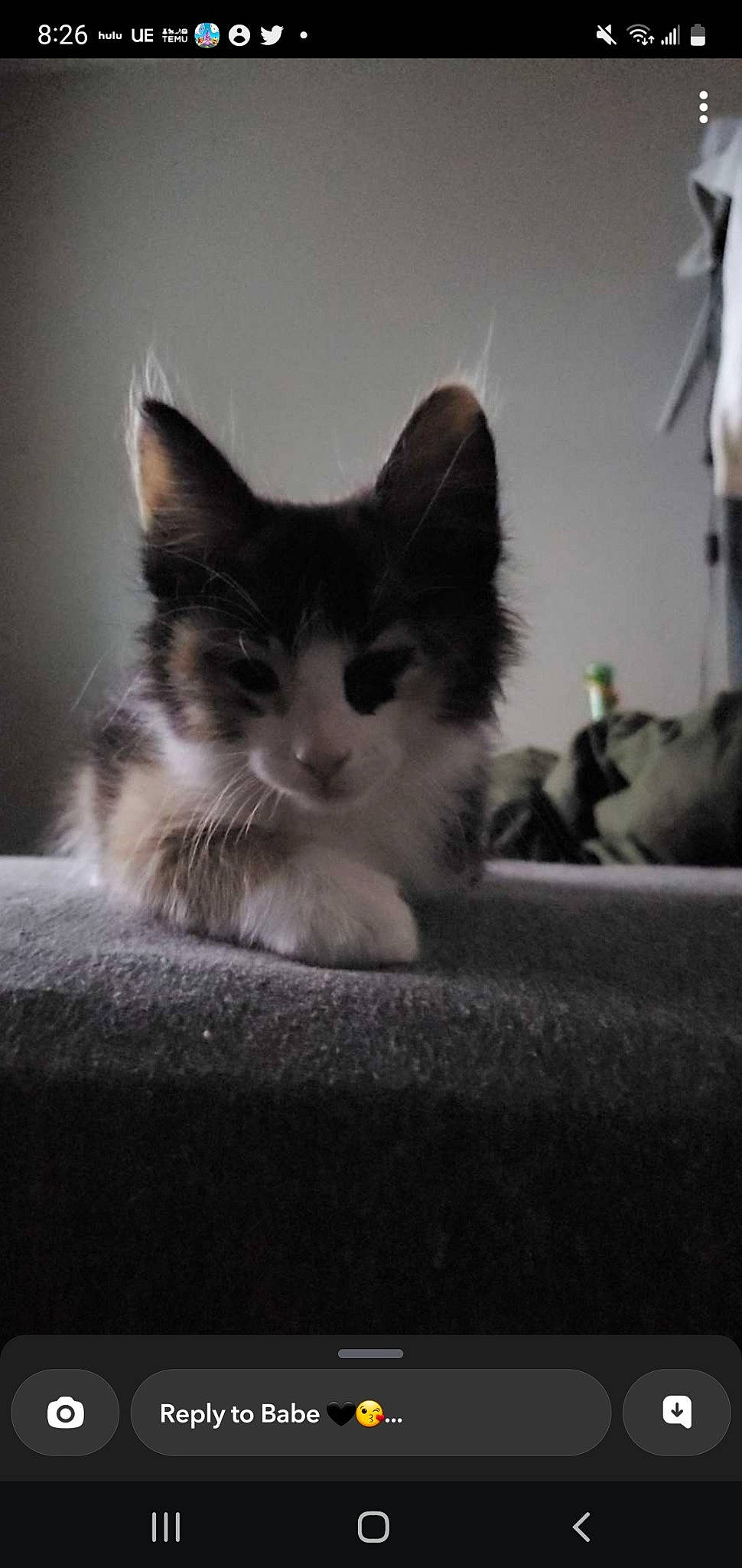 Freya is registered to the contest to win money with this photo: carnivore, cat, claw, comfort, darkness, domestic_short_haired_cat, felidae, fur, grey, human_leg, monochrome, monochrome_photography, paw, sitting, sky, small_to_medium_sized_cats, tail, whiskers, window, wood