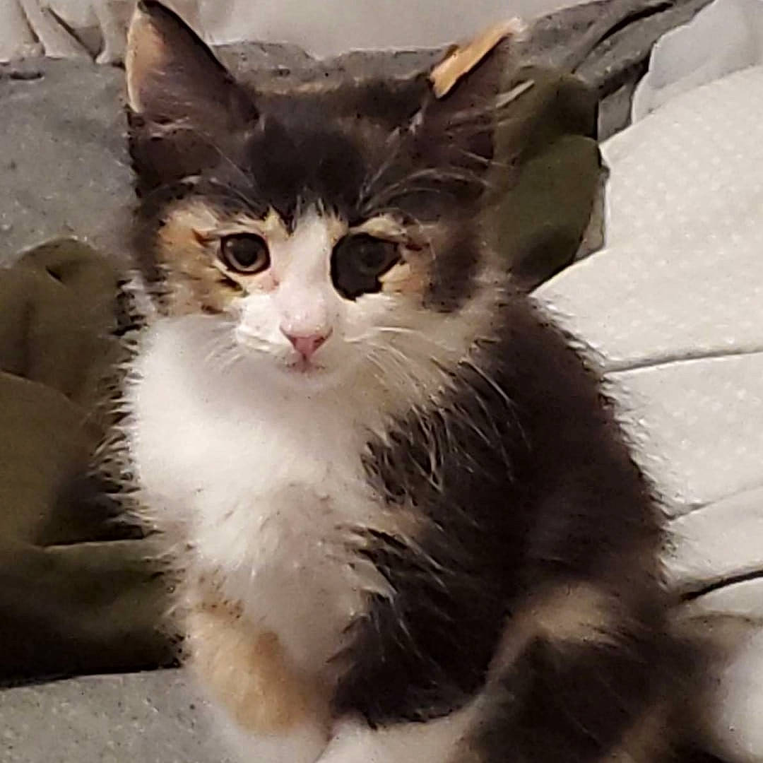 Freya is registered to the contest to win money with this photo: carnivore, cat, claw, domestic_short_haired_cat, felidae, fur, paw, small_to_medium_sized_cats, snout, tail, whiskers