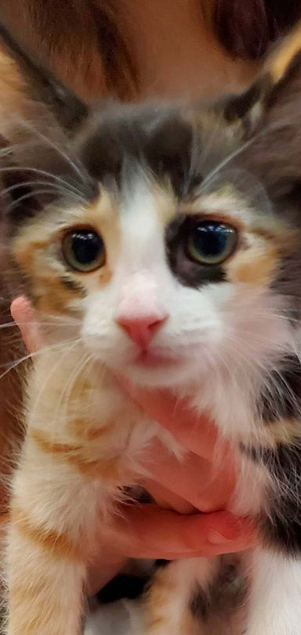 Freya is registered to the contest to win money with this photo: carnivore, cat, close_up, domestic_short_haired_cat, ear, eye, eyelash, fawn, felidae, fur, hair, head, human_body, iris, nose, small_to_medium_sized_cats, snout, whiskers, window