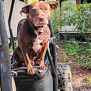 Romeo joined the competition — help win amazing prizes! dog, brown_dog, animal, pet, outdoor, vehicle, off_road_vehicle, seat, rustic, greenery, tree, trailer, leash, calm, nature, sunlight, dirt, tire, metal, adventure