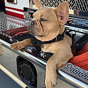 Kona is registered to the contest to win money with this photo: dog, french_bulldog, puppy, tan_coat, paw, ear, harness, resting, chrome, metal_surface, fire_truck, vehicle, close_up, portrait, outdoor, reflective, grill, leash, cute, relaxed