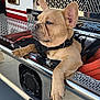 dog, french_bulldog, puppy, tan_coat, paw, ear, harness, resting, chrome, metal_surface, fire_truck, vehicle, close_up, portrait, outdoor, reflective, grill, leash, cute, relaxed
