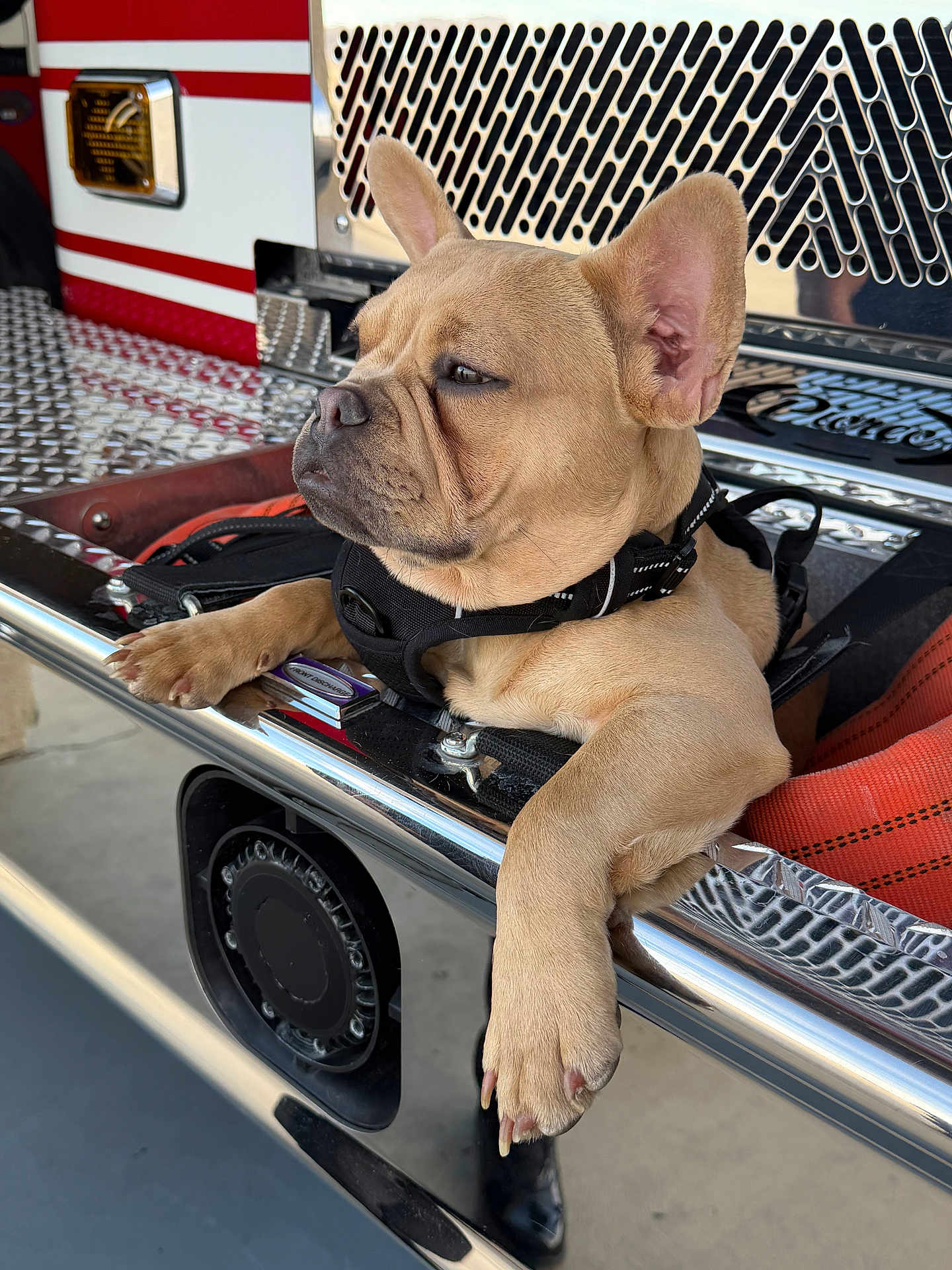 Kona is registered to the contest to win money with this photo: dog, french_bulldog, puppy, tan_coat, paw, ear, harness, resting, chrome, metal_surface, fire_truck, vehicle, close_up, portrait, outdoor, reflective, grill, leash, cute, relaxed