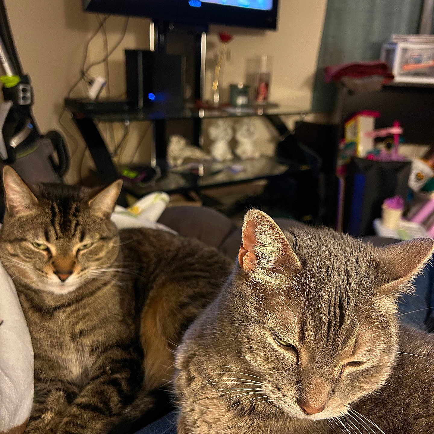 Missy And Tiger joined the competition — help win amazing prizes! animal, cat, cats, closeup, couch, cozy, domestic, ears, fur, furniture, gray_cat, home, indoor, living_room, pet, relaxed, resting, tabby, television, whiskers