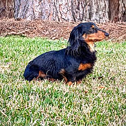 Loki is registered to the contest to win money with this photo: dog, dachshund, grass, tree_trunk, outdoor, pet, animal, black_and_tan, sitting, fur, nature, canine, mammal, side_view, calm, daylight, portrait, quiet, ground, park