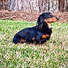 dog, dachshund, grass, tree_trunk, outdoor, pet, animal, black_and_tan, sitting, fur, nature, canine, mammal, side_view, calm, daylight, portrait, quiet, ground, park