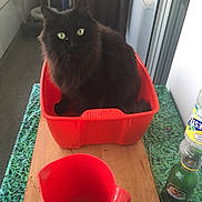 Minet a rejoint le concours — aidez-le/la à gagner de superbes lots ! animal_feed, black_cat, bombay, bottle, carnivore, cat, cat_supply, dishware, domestic_short_haired_cat, drinkware, felidae, flooring, hardwood, pet_supply, serveware, small_to_medium_sized_cats, tableware, tail, whiskers, wood